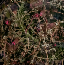 Boundaries & Herbs